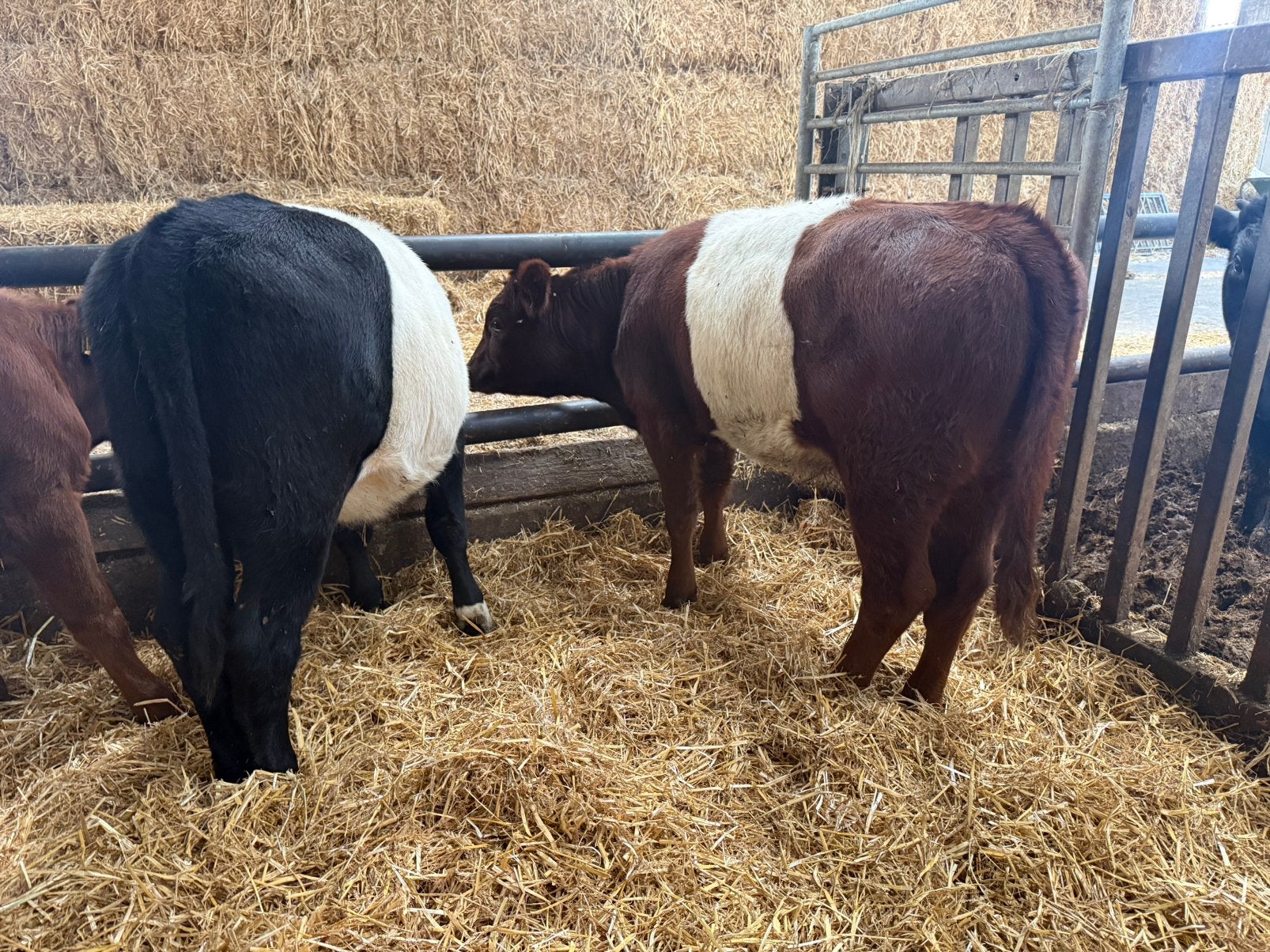 3 lakenvelder pinken te koop, Vrouwelijk