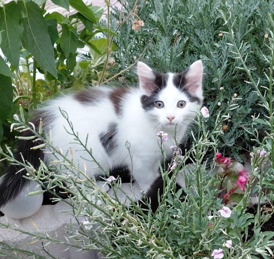 Ragdoll kruising , nog 3 beschikbaar, Meerdere dieren
