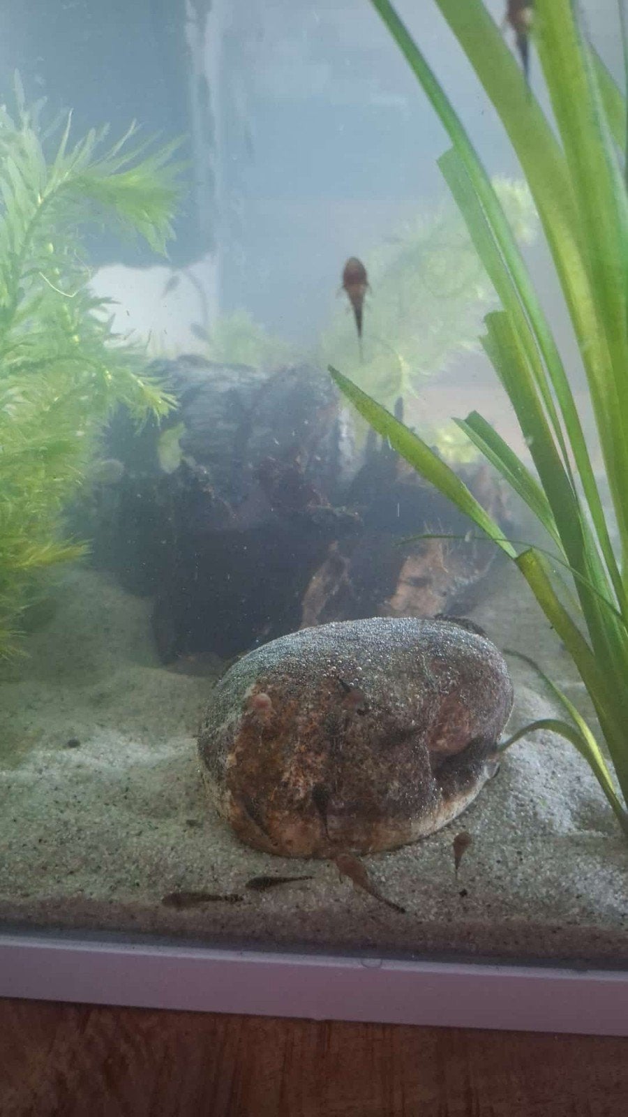 Baby ancistrussen, Dieren en Toebehoren, Vissen | Aquariumvissen, Vis