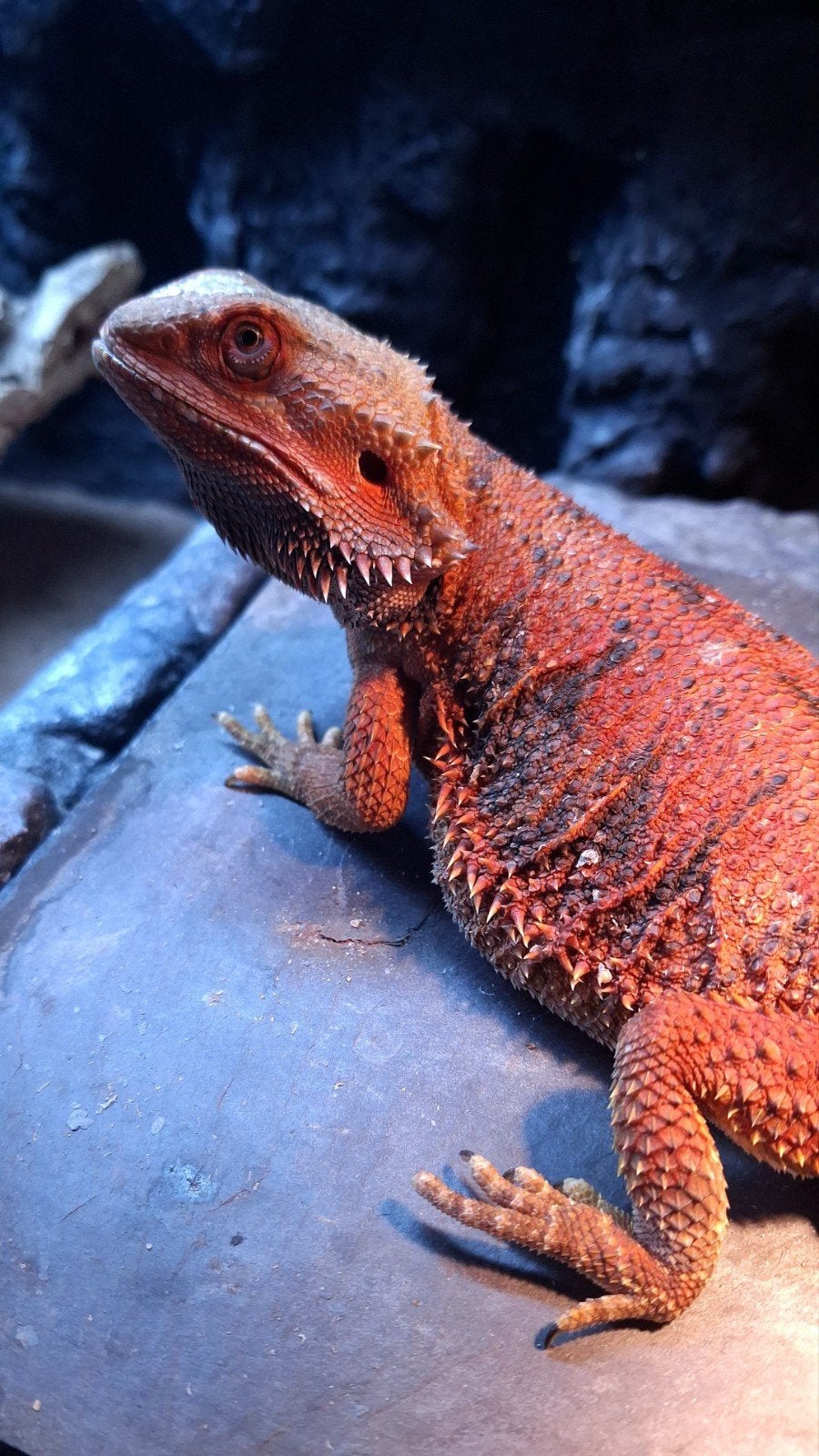 Baardagaam rood met blauw tiger vrouw 2 jaar Bearded Dragon - female for sale from carla