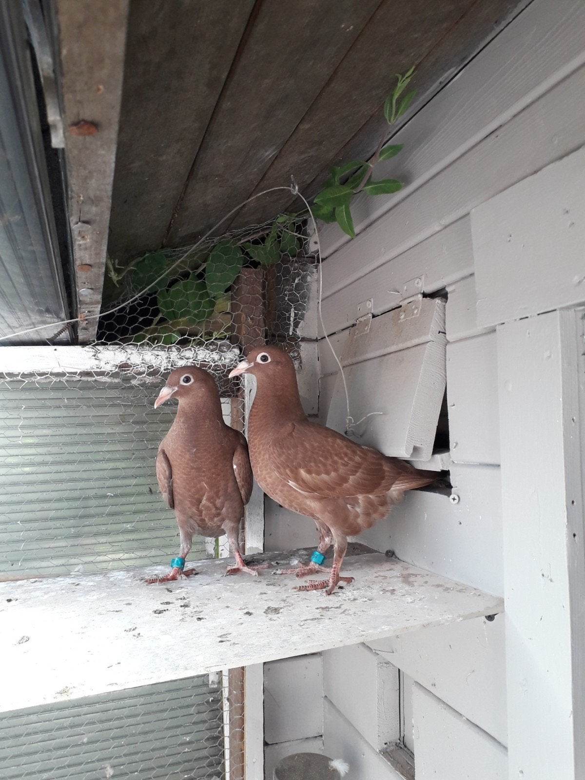 Markt plaats, Dieren en Toebehoren, Vogels | Duiven, Meerdere dieren, Postduif