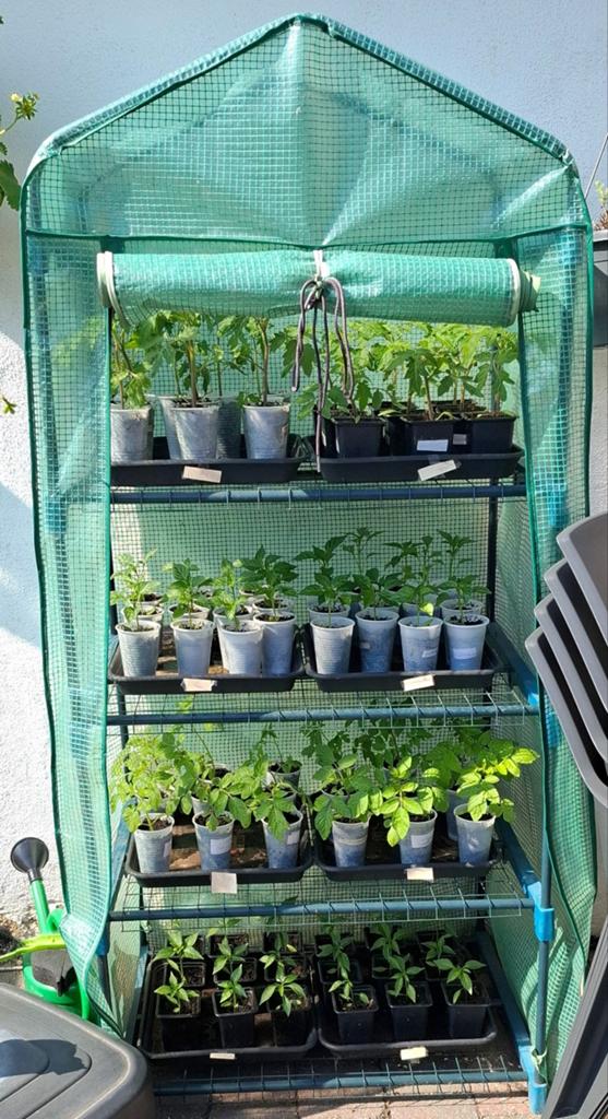 Planten, Tuin en Terras, Ophalen, Eenjarig, Groenteplanten, Volle zon