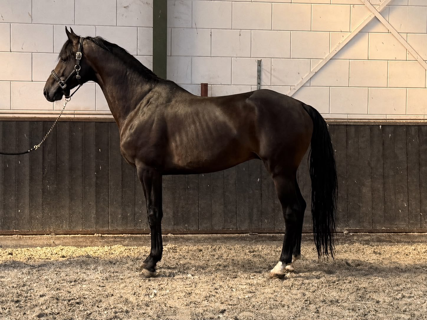 Onbeleerde jonge dressuurhengst voor training aangeboden, Ophalen of Verzenden, Nieuw, Dressuur