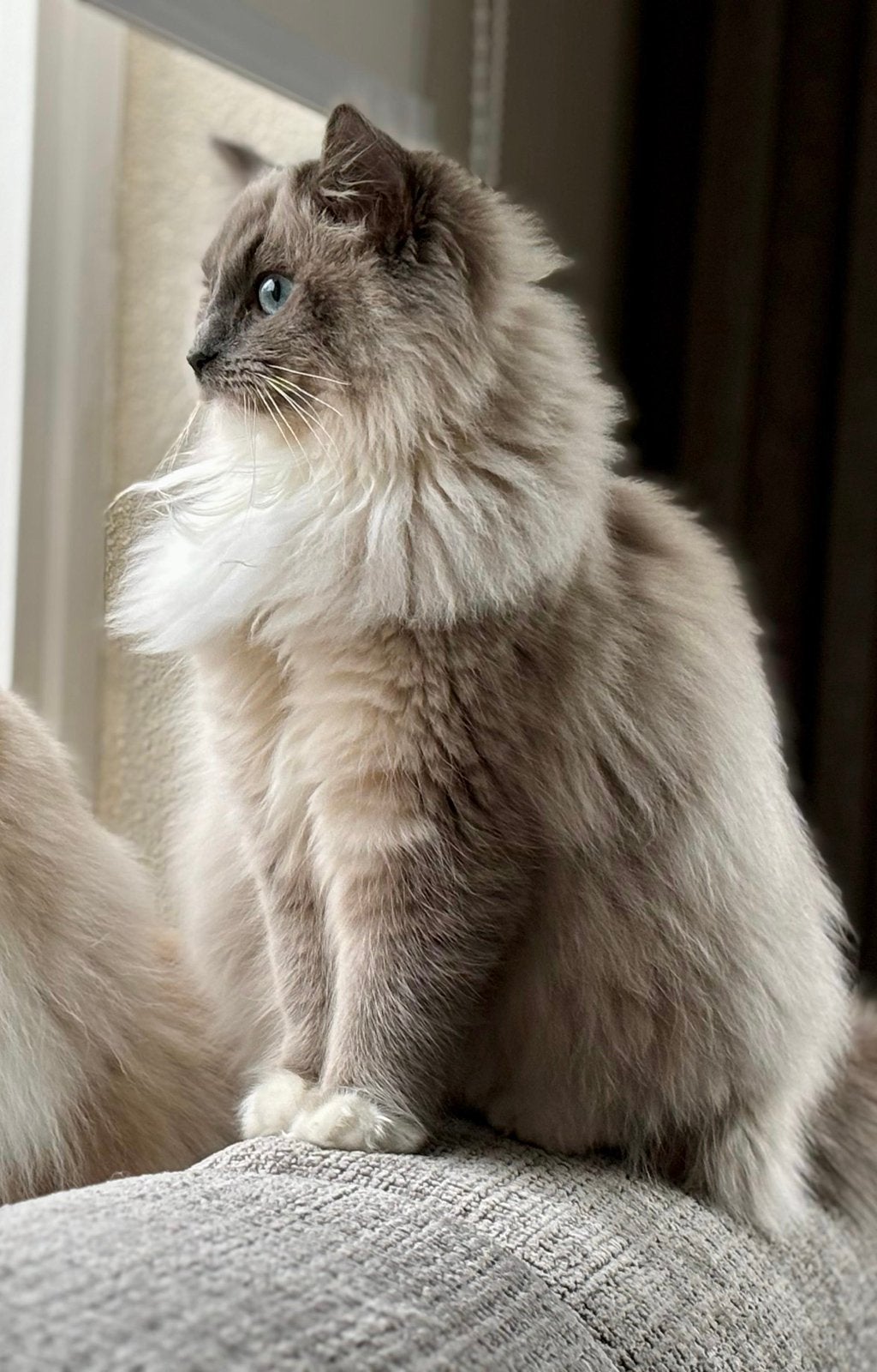 Ragdoll poes 1 jaar oud., Poes, Gechipt, 0 tot 2 jaar
