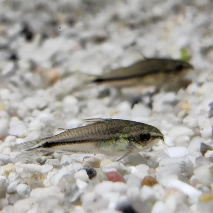 Corydoras pygmaeus, Vis