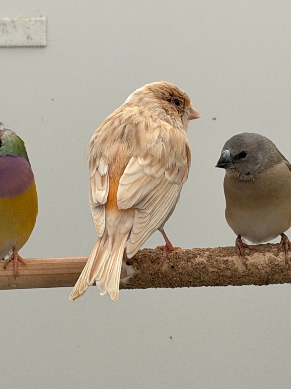 Kanarie pop, Dieren en Toebehoren
