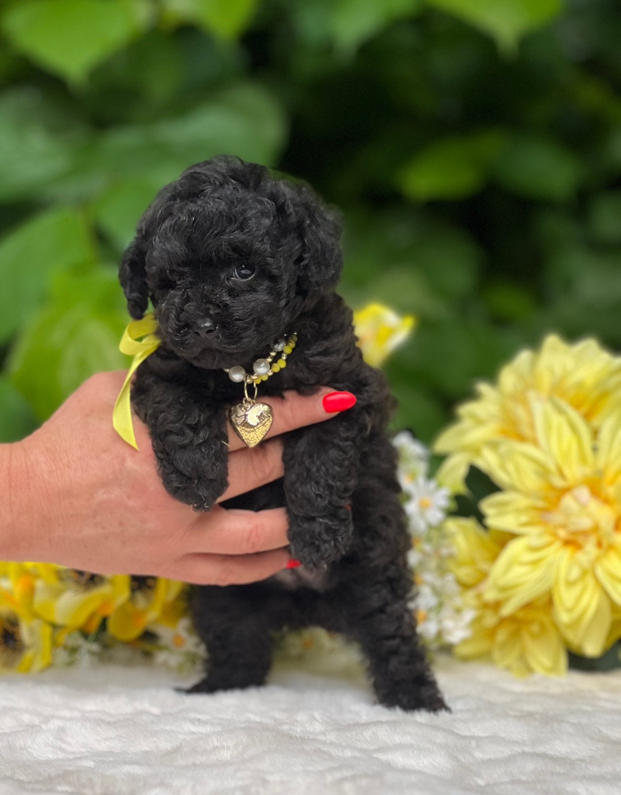 Black Beauty  🐕‍🦺❤️🐾‍️ Toy Poedel Pup Mini, Poedel, Parvo, Reu, 8 tot 15 weken