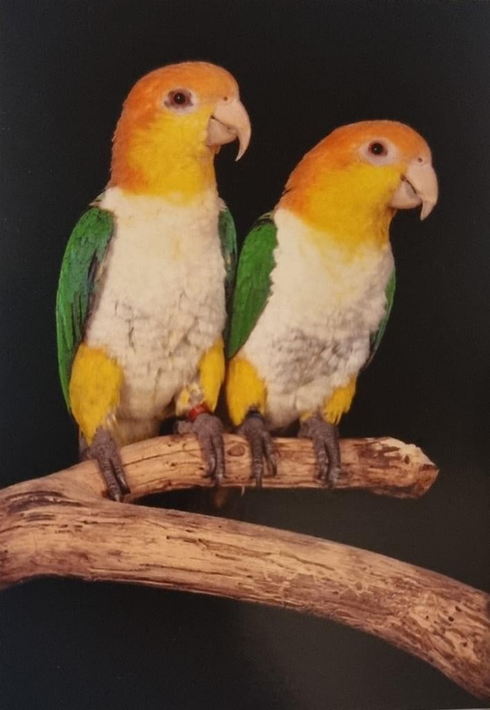 Tam Koppel Caique’s, Dieren en Toebehoren, Meerdere dieren, Papegaai, Geringd