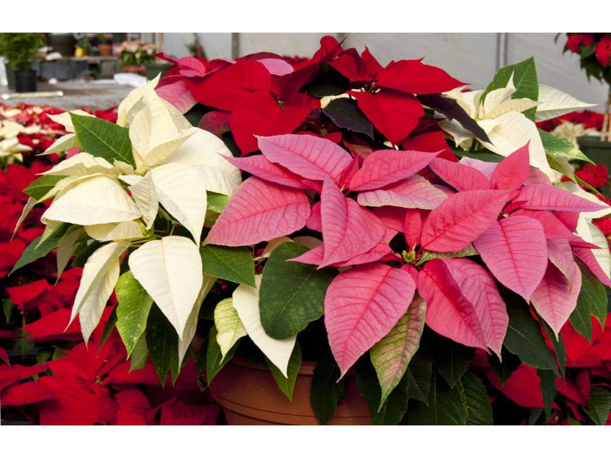 Kerstster plantjes - Jonge Poinsettia planten, Tuin en Terras, Overige soorten, Volle zon, Eenjarig, Ophalen of Verzenden