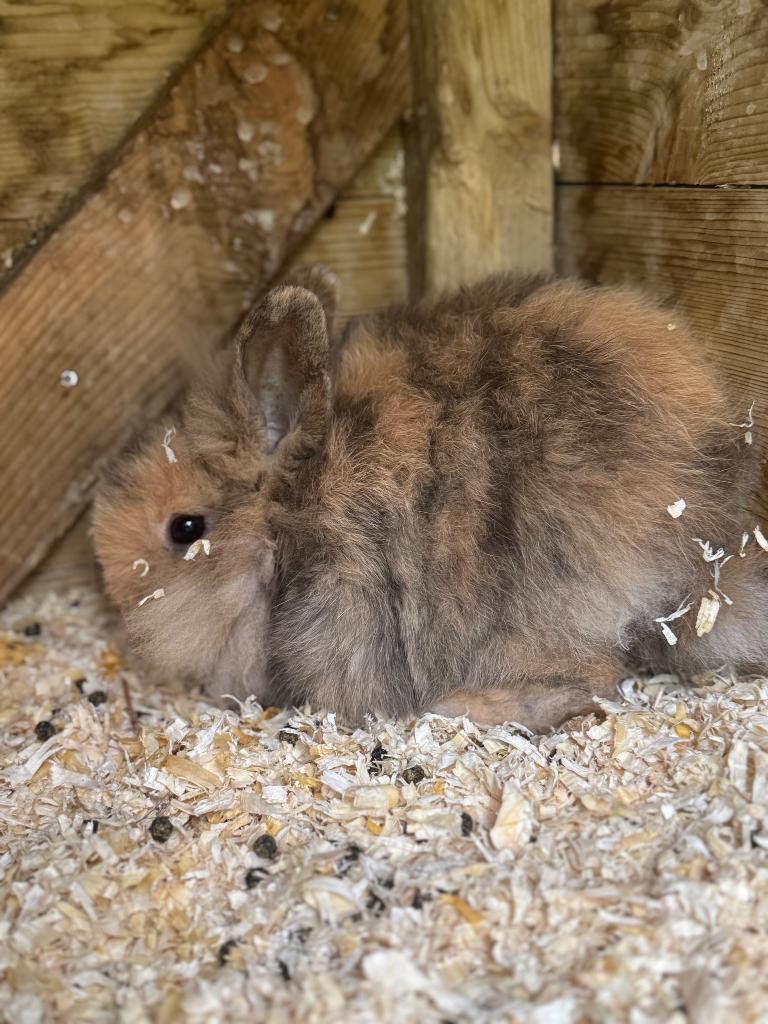 Gratis konijnen, Meerdere dieren, Middelgroot, 0 tot 2 jaar