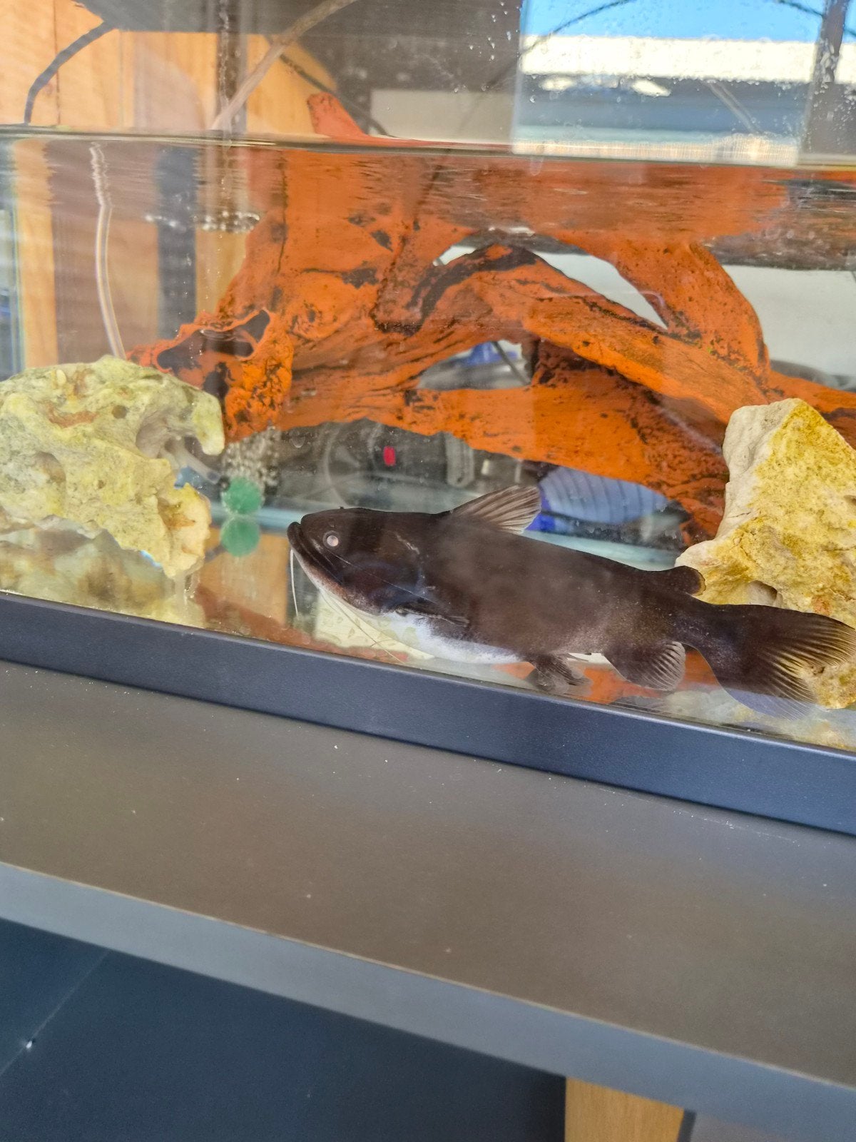 Gulper catfish - zeldzame vis, Vis