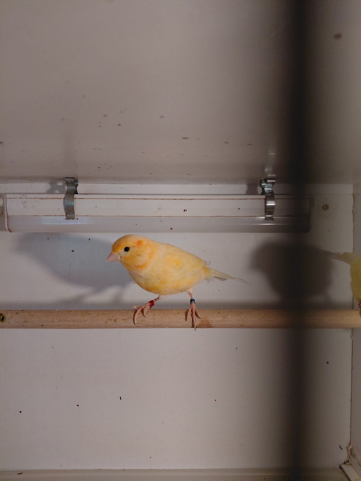 te koop kanaries, Dieren en Toebehoren, Meerdere dieren, Kleurkanarie