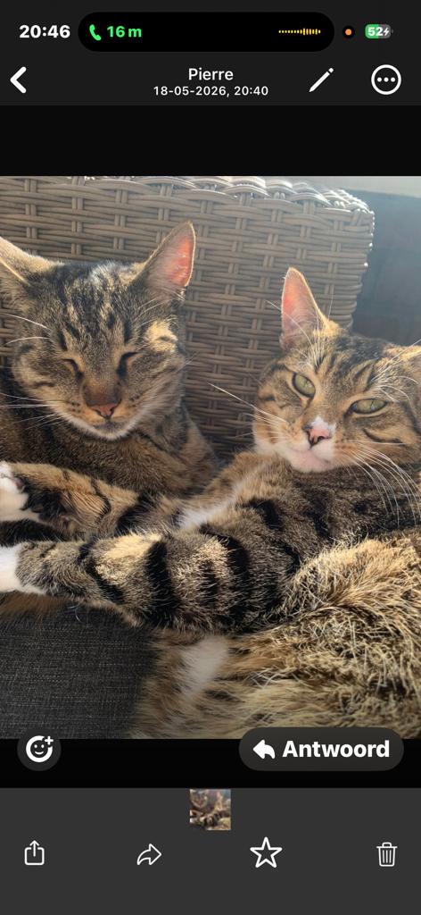 Lief tehuis gezocht voor 2 lieve katten, Dieren en Toebehoren, Katten en Kittens | Overige Katten, Kater