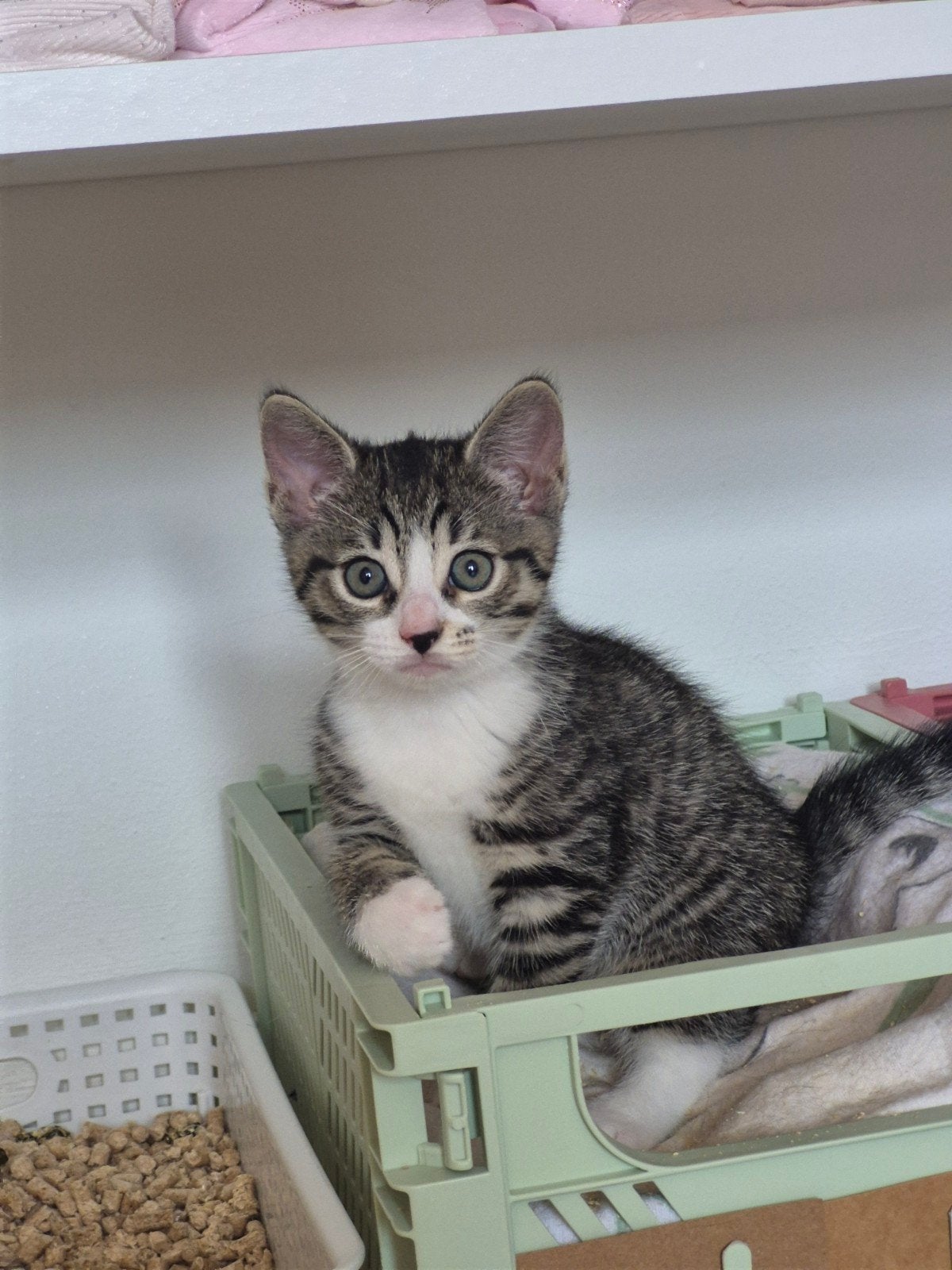 Kitten aangeboden, Dieren en Toebehoren