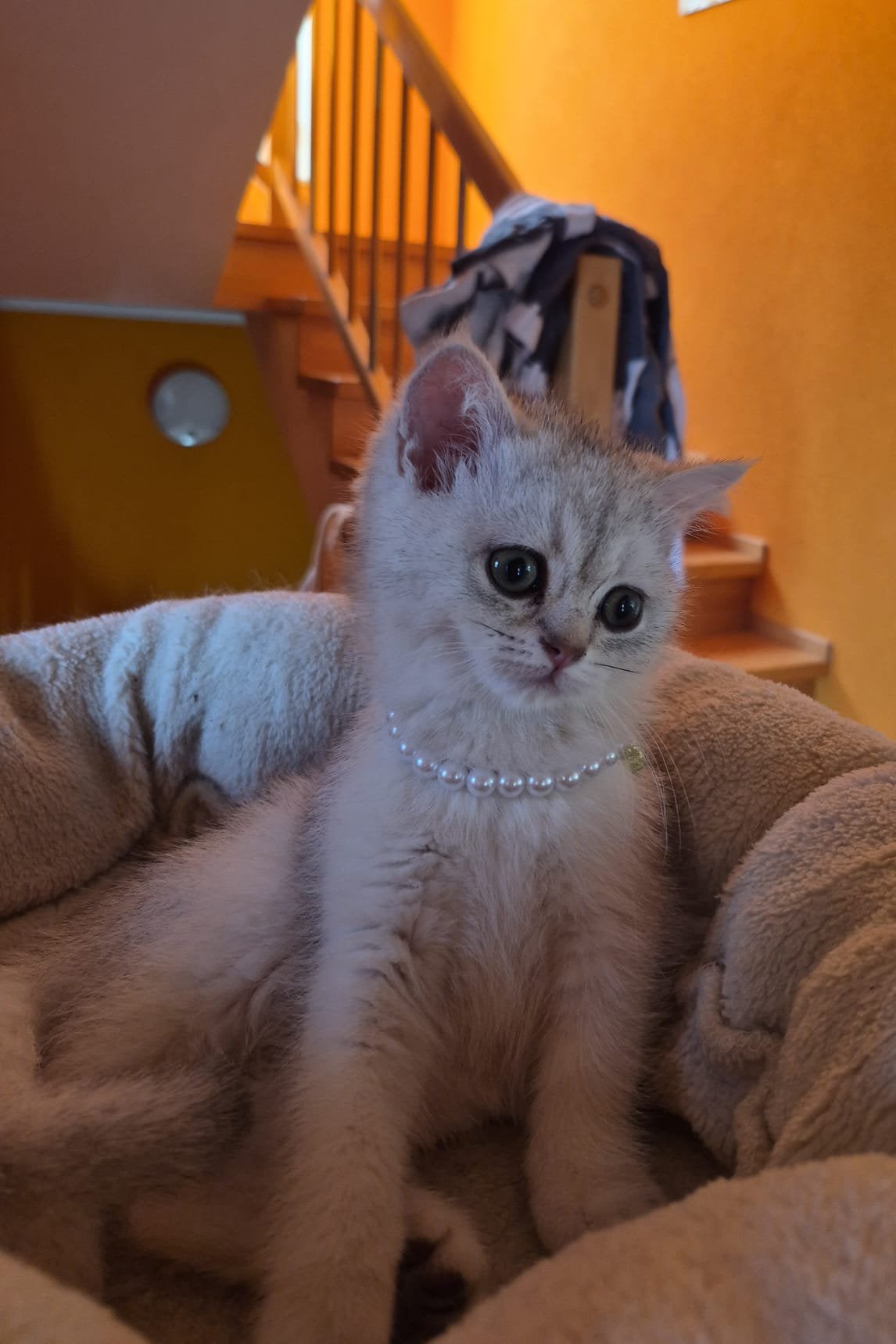 British Shorthair Kitten, Dieren en Toebehoren, Katten en Kittens | Raskatten | Korthaar, Kater, Ontwormd, 0 tot 2 jaar