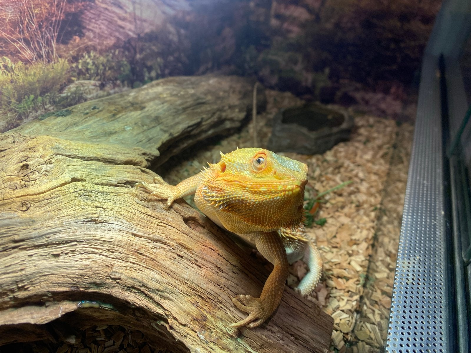 1 jarige baardagaam incl terrarium Bearded Dragon photo 4