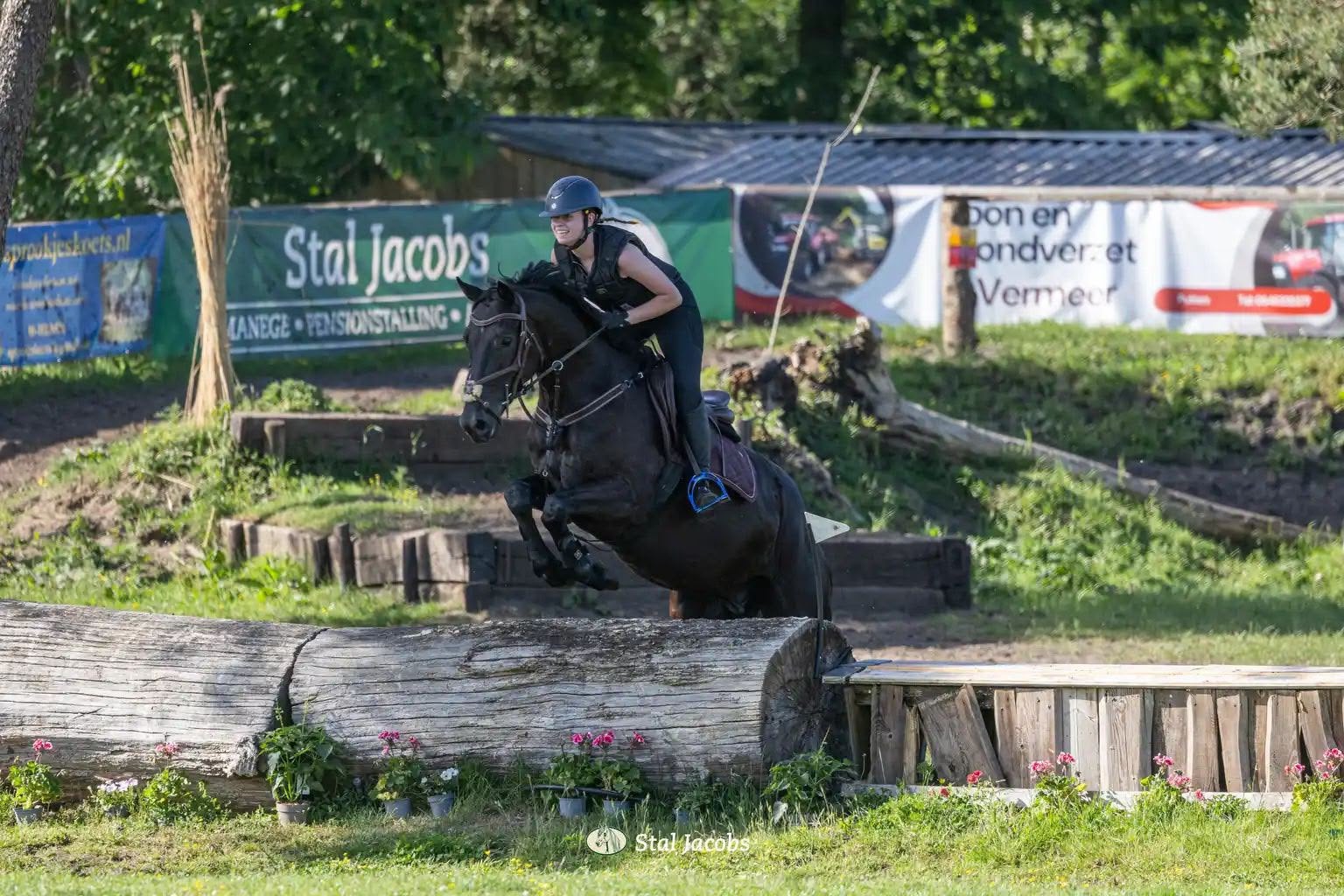 Veelbelovende 4-jarige ruin Le Marron x Revan |  1.63 m, Dieren en Toebehoren, Paarden, Springpaard, Ruin, 3 tot 6 jaar, 160 tot 165 cm