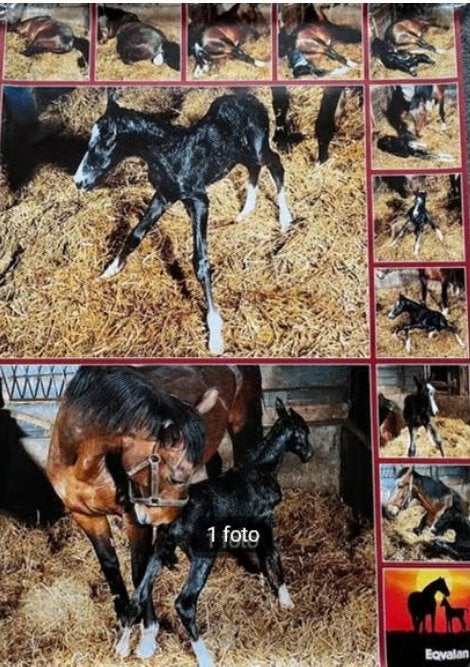 Paardenposter Eqvalan, Ophalen of Verzenden, Nieuw, A1 t/m A3, Film en Tv