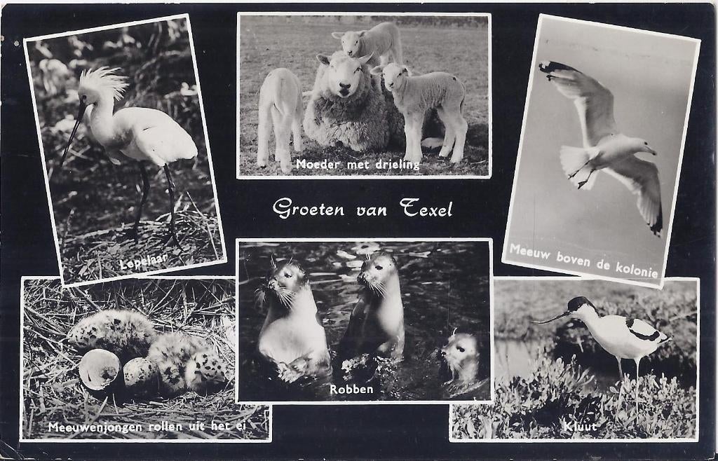 Texel Oude gelopen ansichtkaart ( 7912, Ophalen of Verzenden, 1960 tot 1980, Gelopen, Waddeneilanden