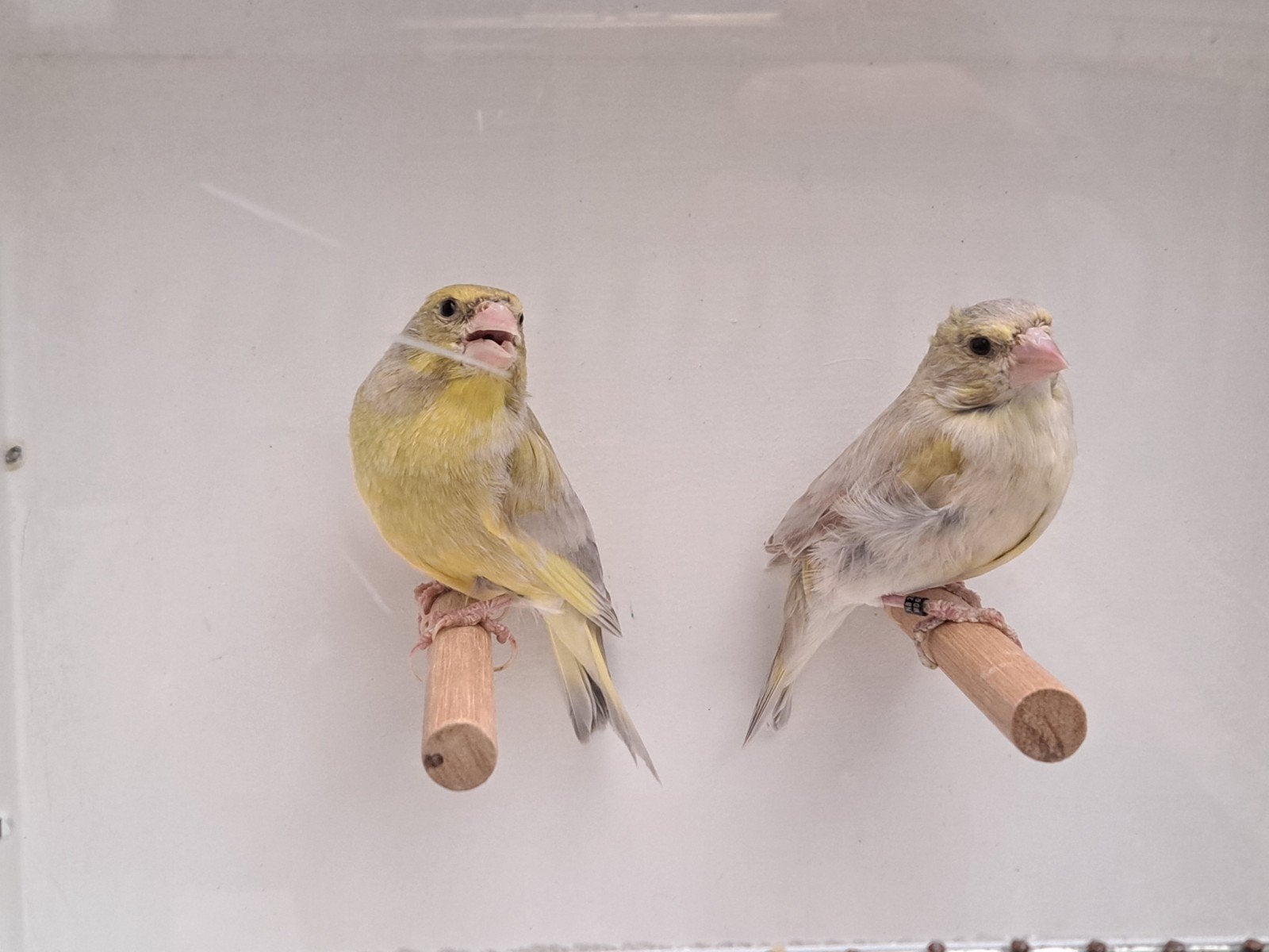 Koppel groenlingen uit buitenvoliere, Meerdere dieren, Wildzangvogel, Geringd