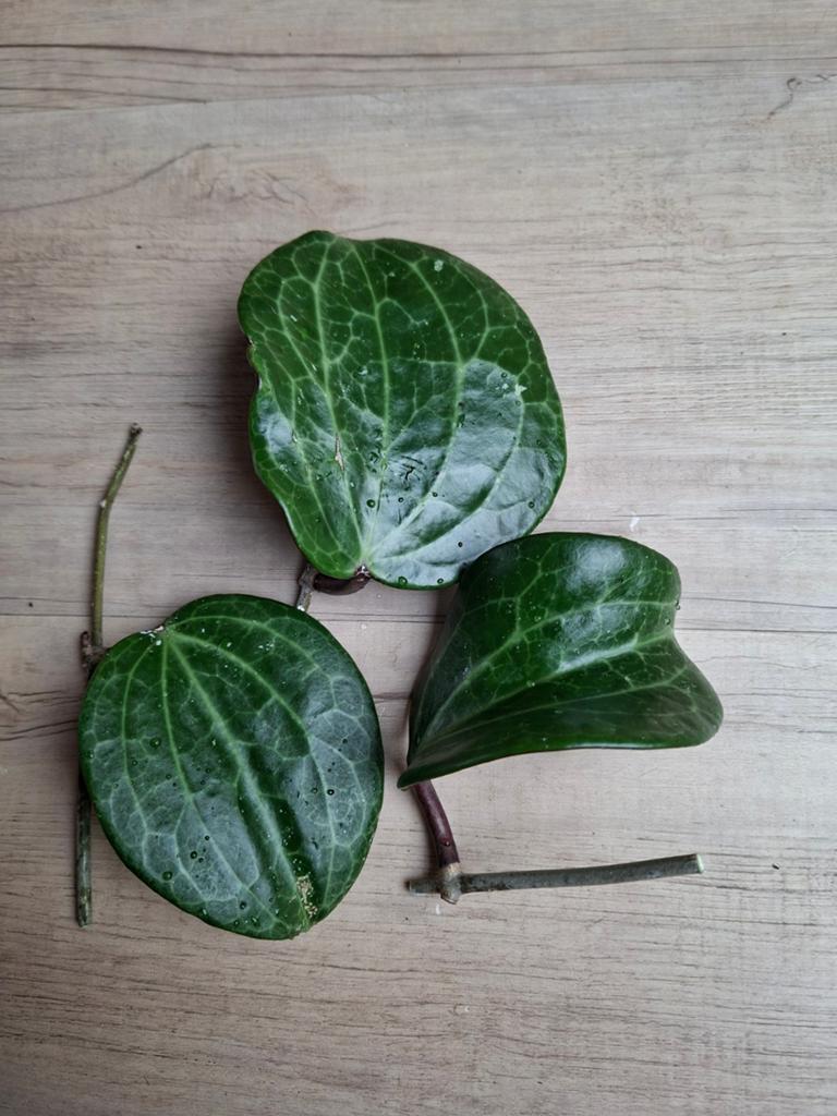 Hoya latifolia stek, Huis en Inrichting, Kamerplanten, Verzenden, Halfschaduw, Minder dan 100 cm