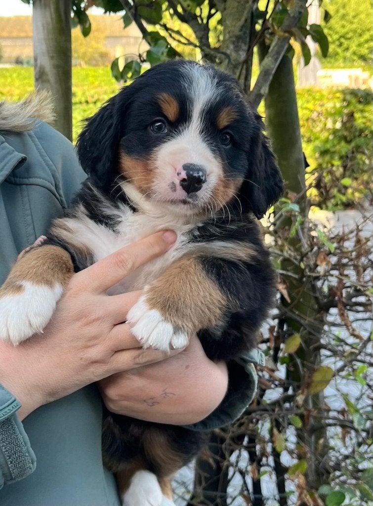 Berner sennen pups (nog 2 teefjes en 1 reutje beschikbaar), België, Fokker | Hobbymatig, Meerdere, Meerdere dieren