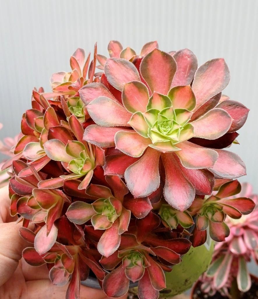Aeonium queen nina, Ophalen of Verzenden, Halfschaduw, Minder dan 100 cm