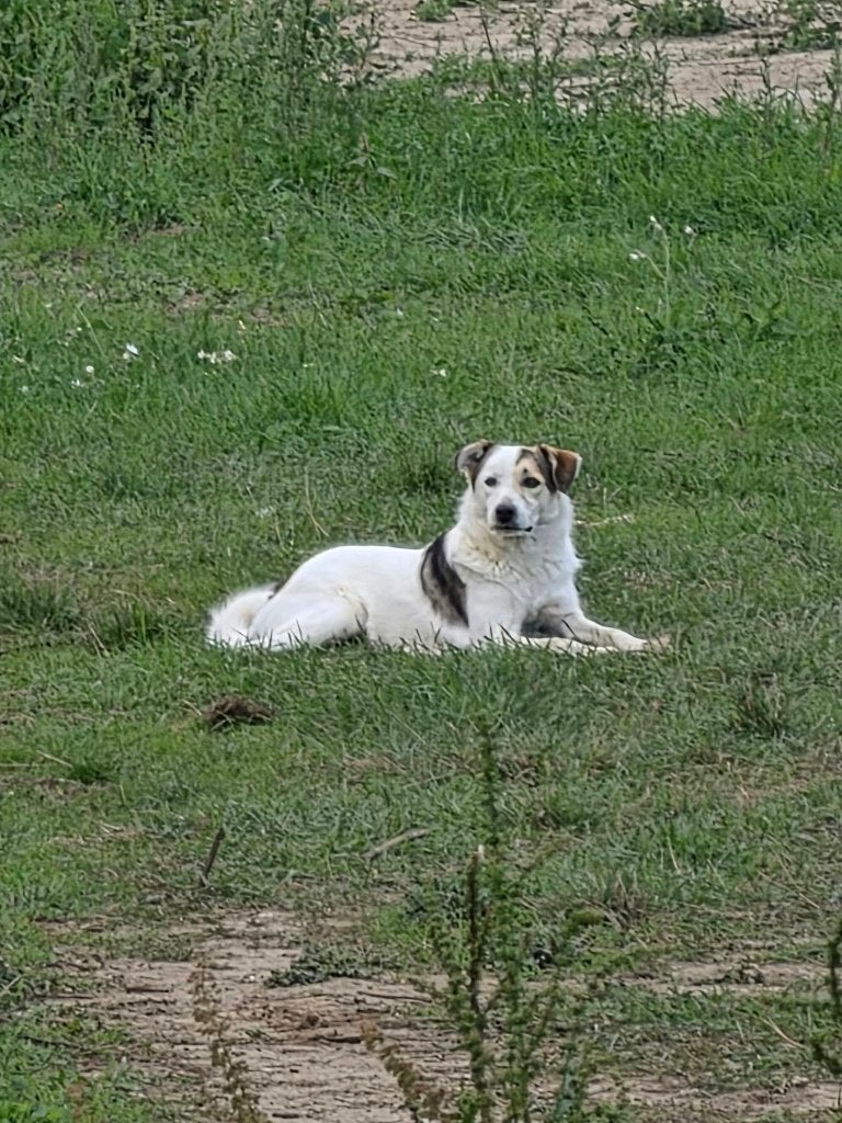 Rafa lief jong reutje, Dieren en Toebehoren, Particulier, 15 weken tot 1 jaar, Reu, Buitenland