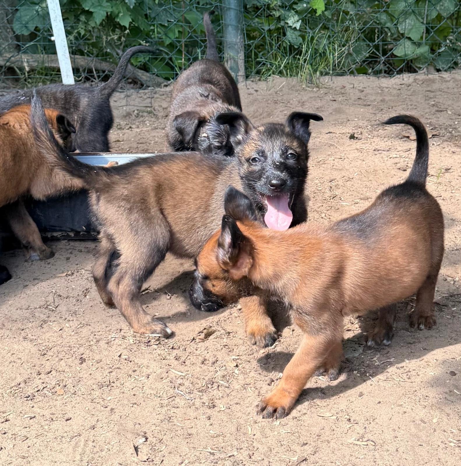 Mechelse Herder x Hollandse Herder puppy’s, 8 tot 15 weken, Meerdere dieren, Eén hond, Herder