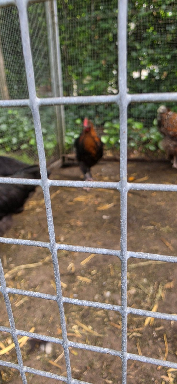 Araucana kippen, 2 hennen en 1 haan, Dieren en Toebehoren, Meerdere dieren, Kip