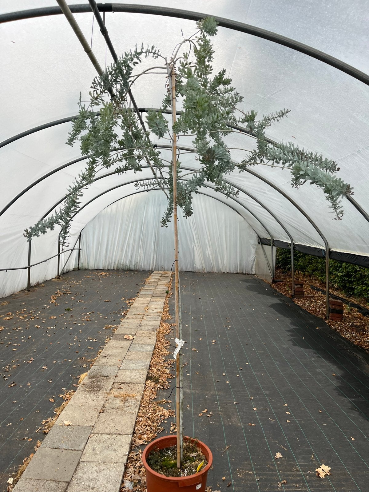Acacia baileyana 'Purpurea' - Treurboom, Tuin en Terras, Bloeit niet, Treurboom, 250 tot 400 cm, Ophalen