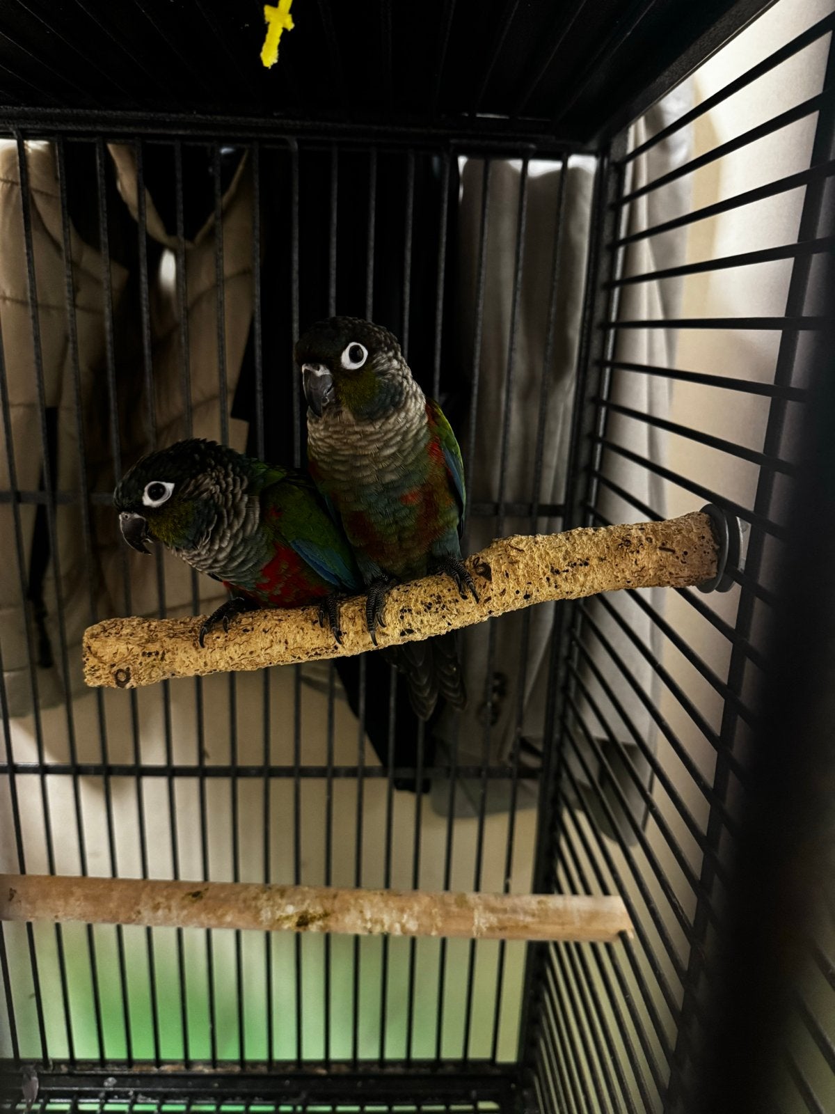 Pyrruha’s Nette Vogels, Mannelijk, Papegaai