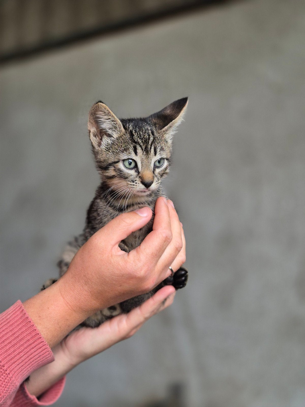 Kitten( kater), kortharig, zwart/grijs gestreept., Kater, Ontwormd, 0 tot 2 jaar