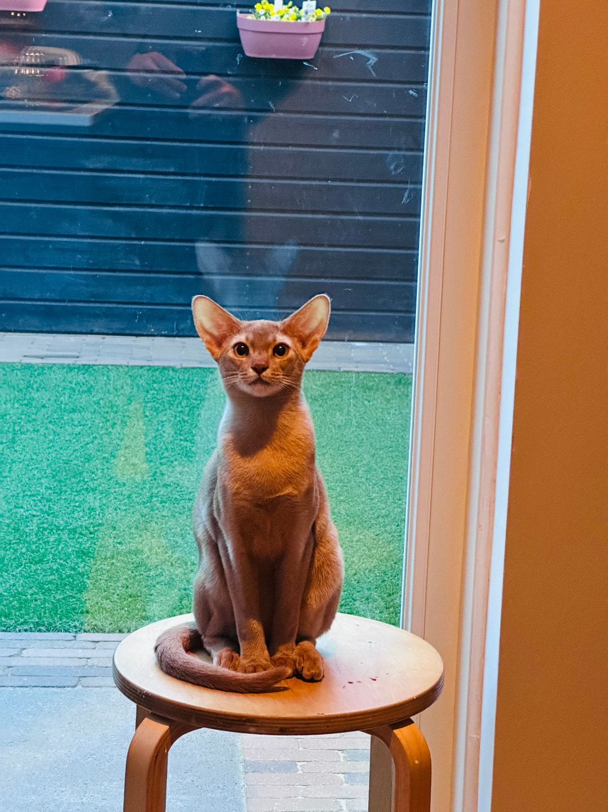 Abessijn kitten, Dieren en Toebehoren, Kater