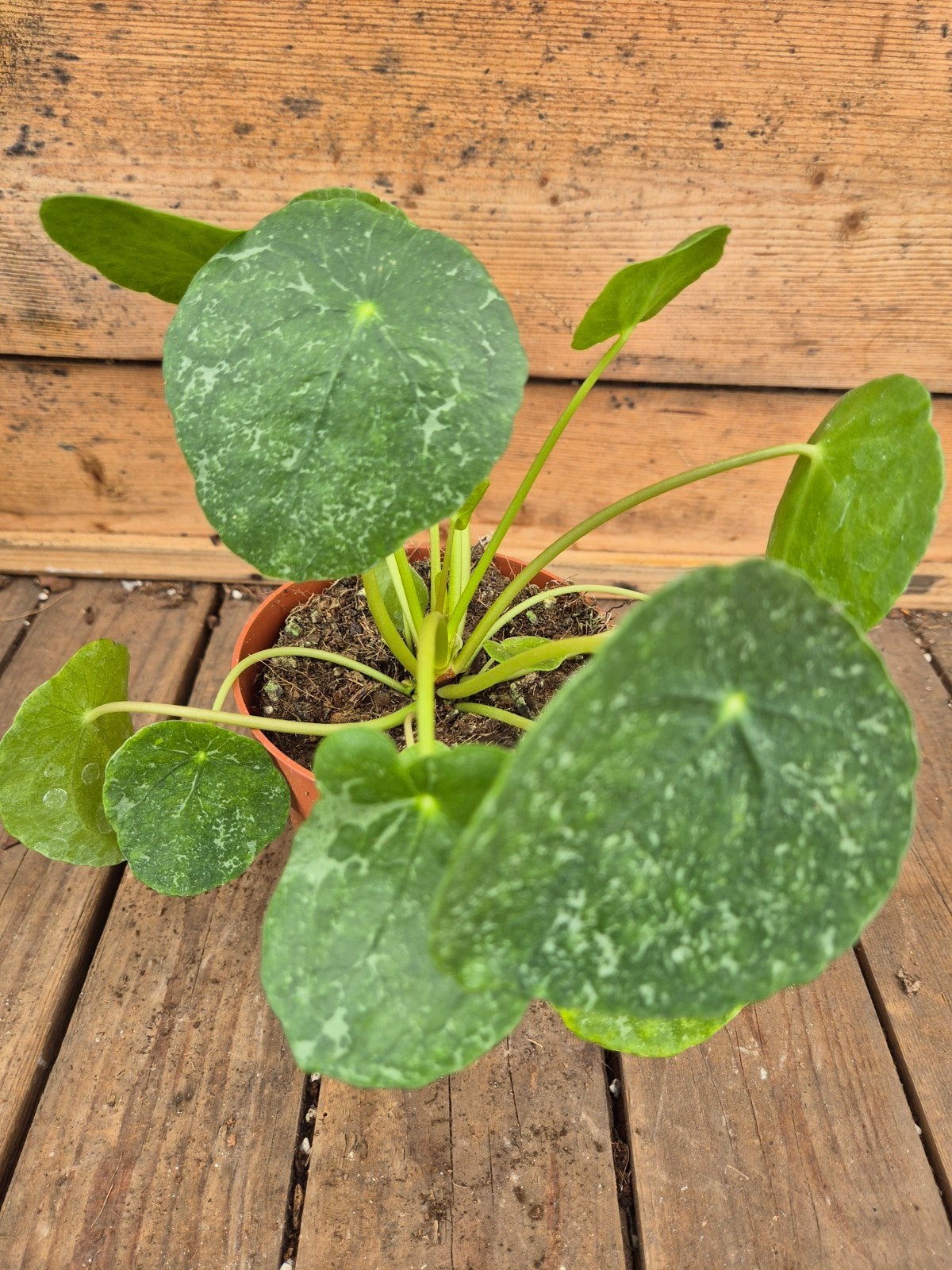 Pilea peperomioides Sugar p12, Ophalen of Verzenden, Halfschaduw, Minder dan 100 cm