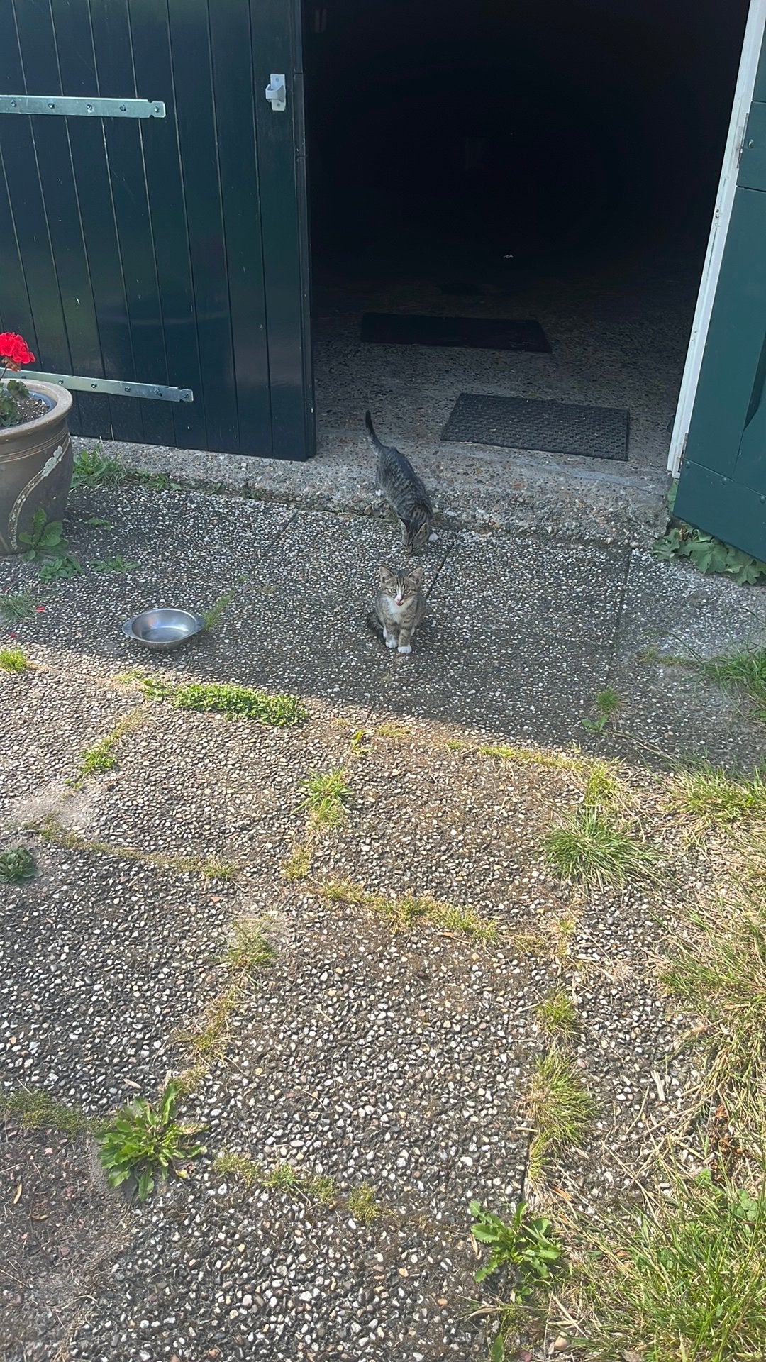 Kittens, Meerdere dieren