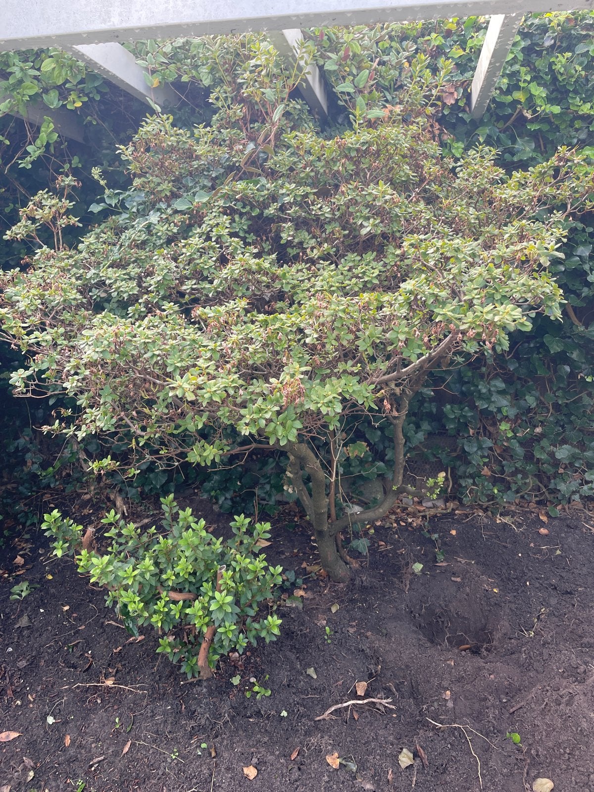 Gratis zelf uitgraven: Japanse Azalea, Tuin en Terras, Ophalen, Bloeit niet, Halfschaduw, Overige soorten