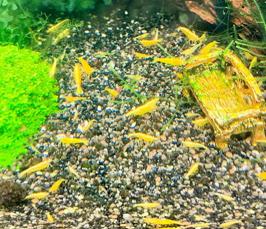 Yellow Neon garnalen | Neocaridina, Dieren en Toebehoren, Kreeft, Krab of Garnaal, Zoetwatervis
