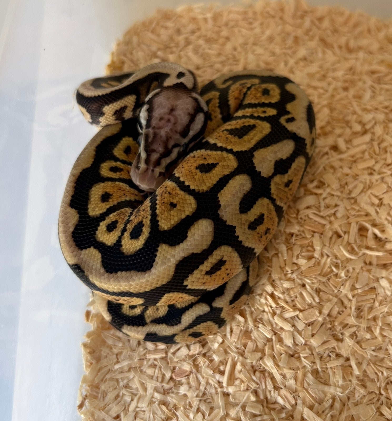 Spotnose Pastel dh DG Clown vrouw koningspython ballpython, Slang, 0 tot 2 jaar