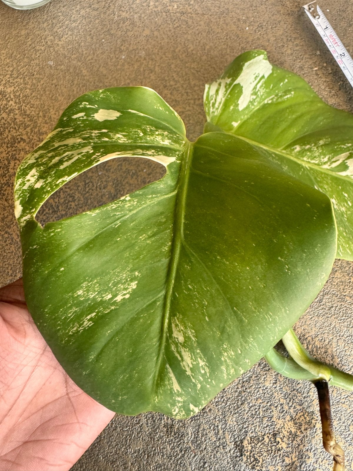 Monstera Albo stekje - Prachtige Variegata, Huis en Inrichting, Kamerplanten, Ophalen, Halfschaduw, Minder dan 100 cm