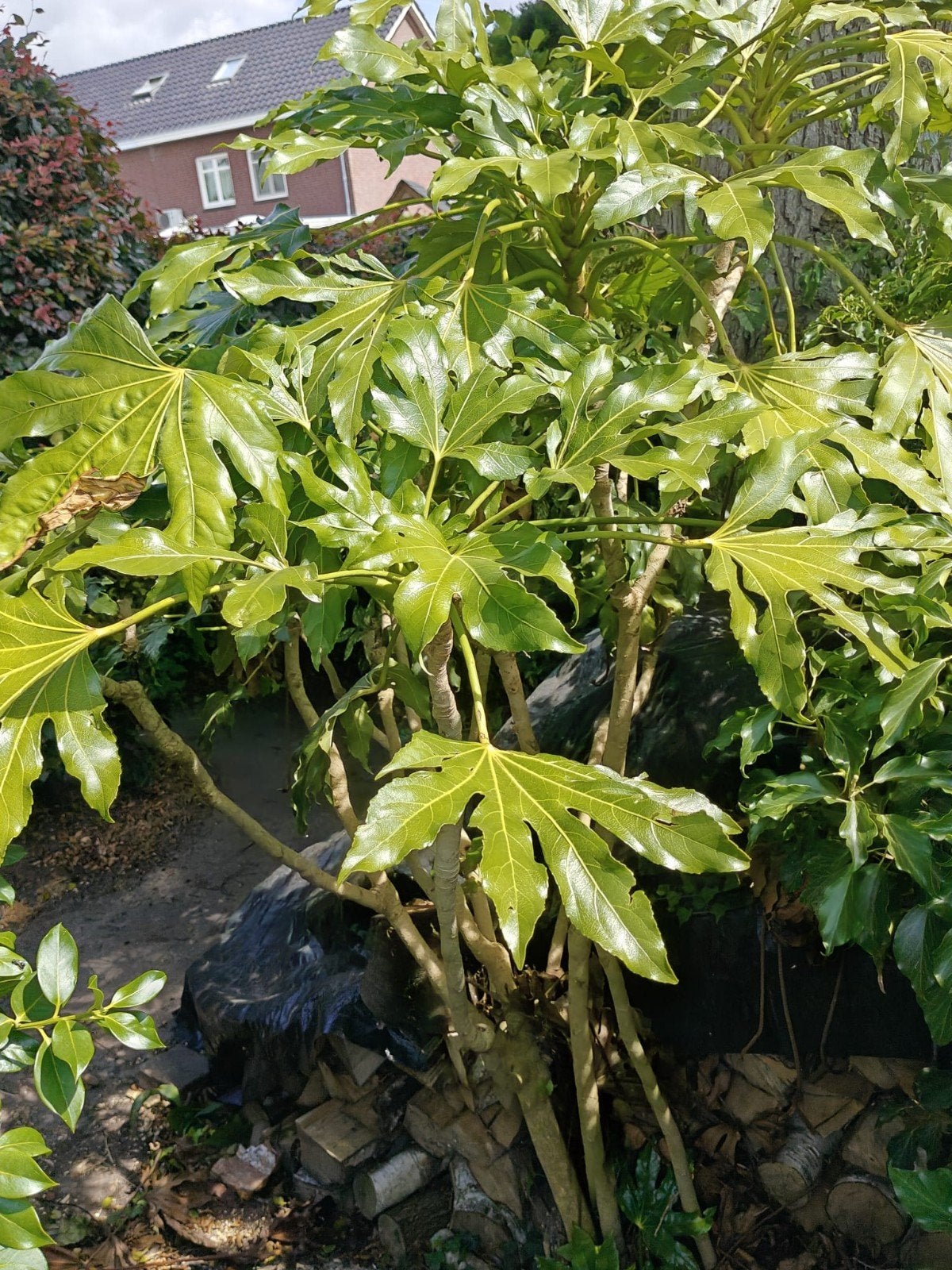 Grote Fatsia Japonica (Vingerplant) - Winterhard, Vaste plant, Halfschaduw, Herfst, Ophalen