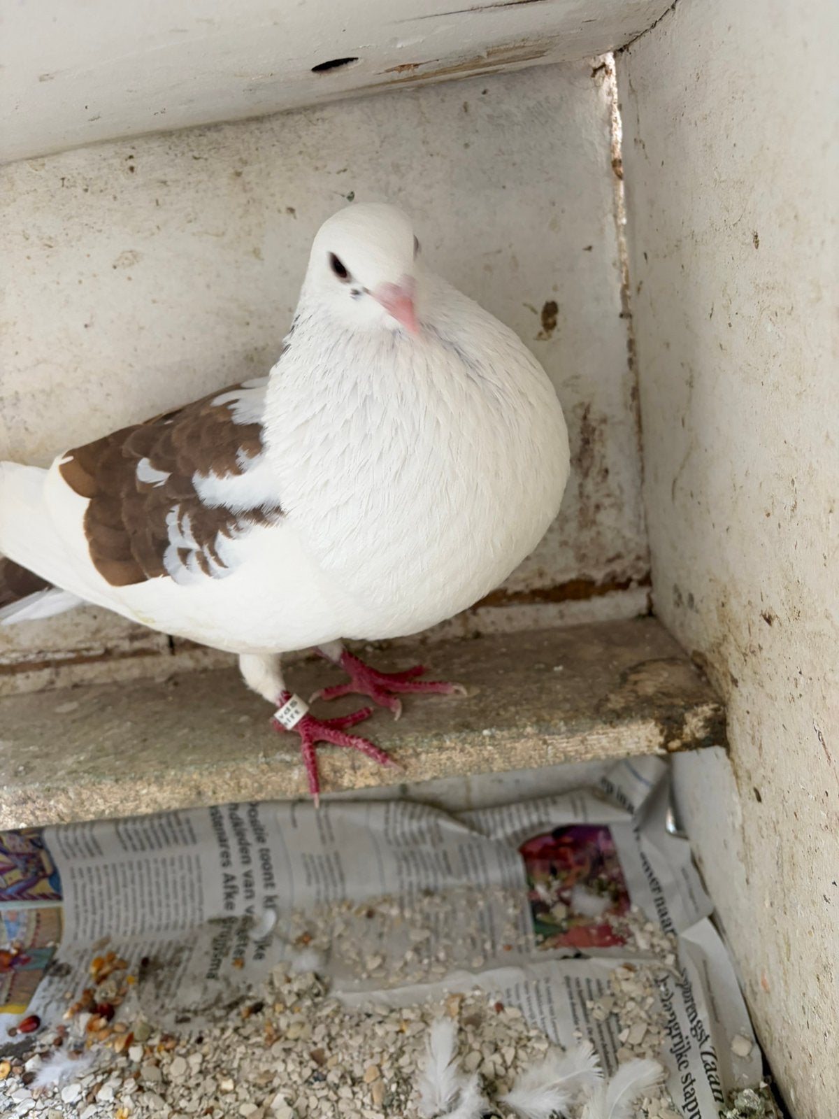 Kropper/Duif, Dieren en Toebehoren, Vogels | Duiven, Vrouwelijk, Kropper