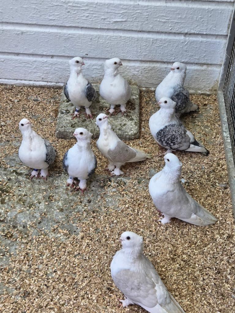 Oud oosterse meeuwen, Dieren en Toebehoren, Vogels | Duiven, Meerdere dieren, Overige soorten