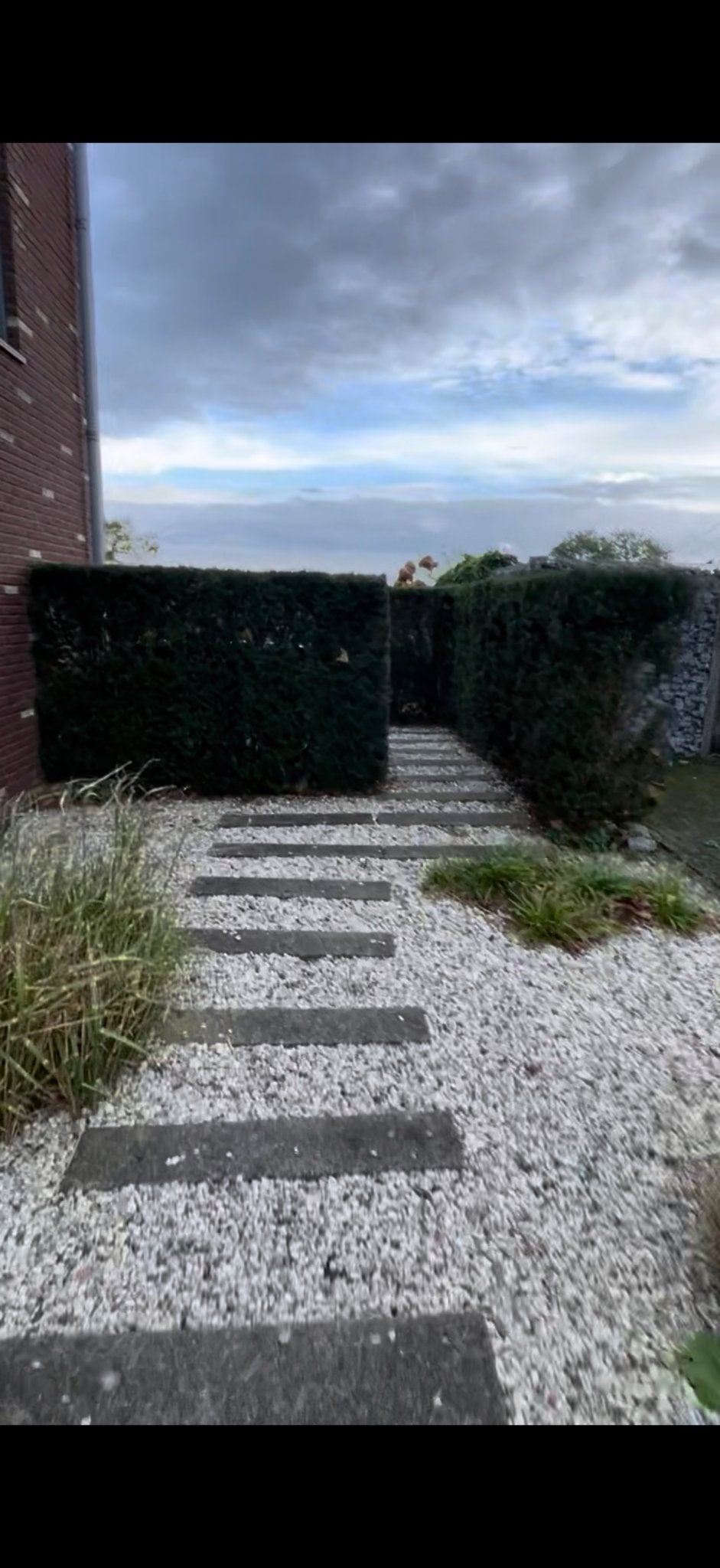 Taxus heg gratis op te halen (minimaal 10 meter), Vaste plant, Bloeit niet, Halfschaduw, Ophalen