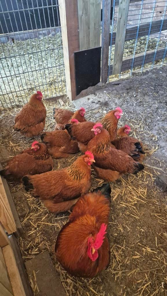 Broedeieren New Hampshire, Geslacht onbekend, Kip