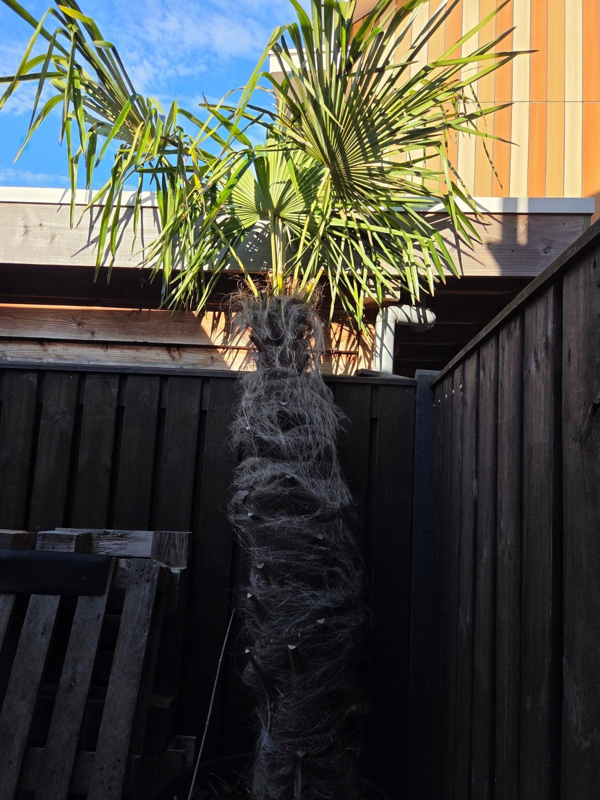 palmboom korting!! trachycarpus fortunei dikke stam, Tuin en Terras, 100 tot 250 cm, Zomer, Palmboom, Ophalen