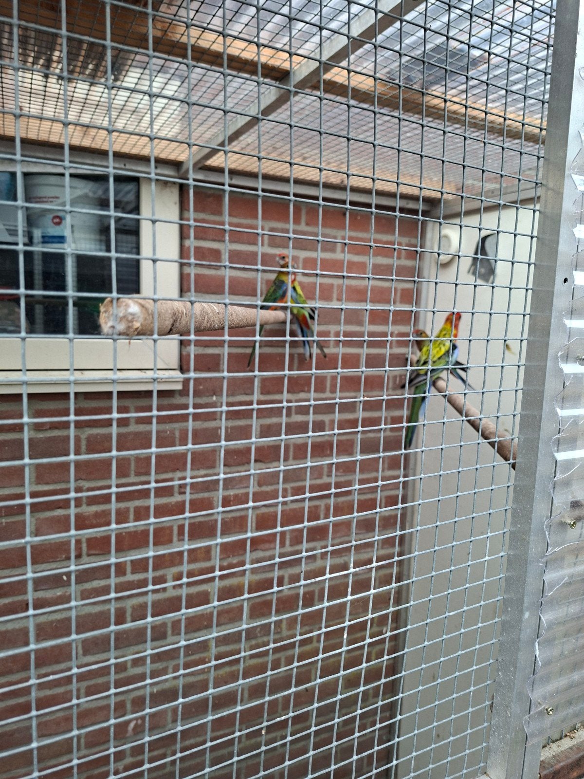 te koop diverse grote en kleine parkieten, Meerdere dieren, Parkiet