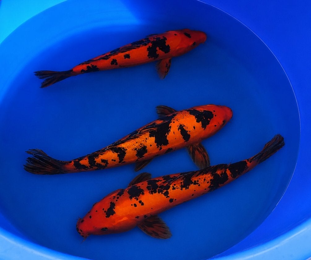 Hi-Utsurimono 35-45 cm Sansai, Karper of Koi