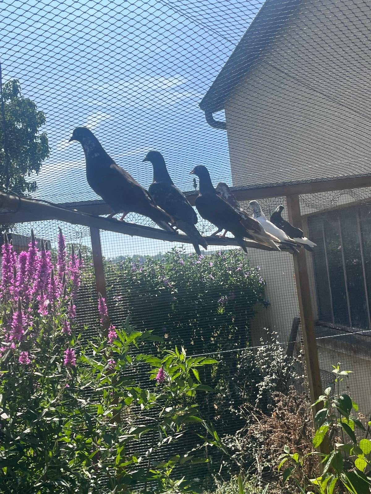 Verschillende zuivere duivenrassen, Meerdere dieren, Postduif
