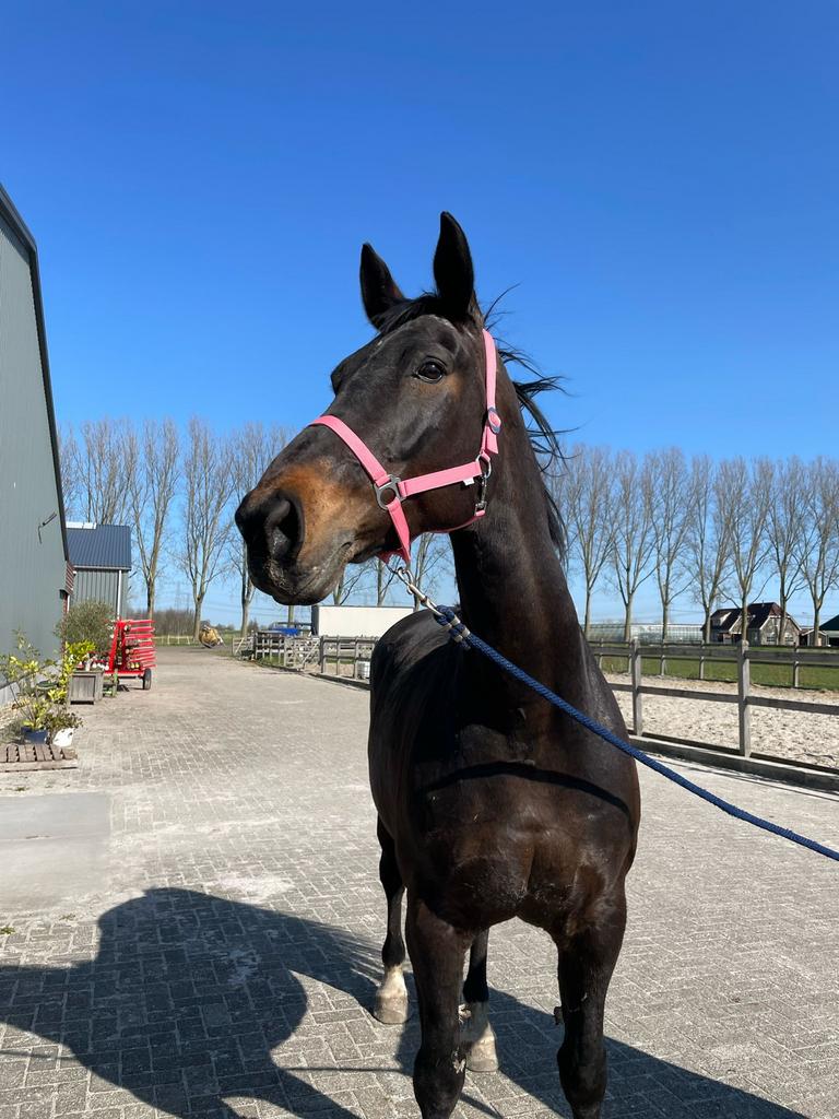 Braafste paard van stal te koop!, Merrie, Springpaard, B, 11 jaar of ouder